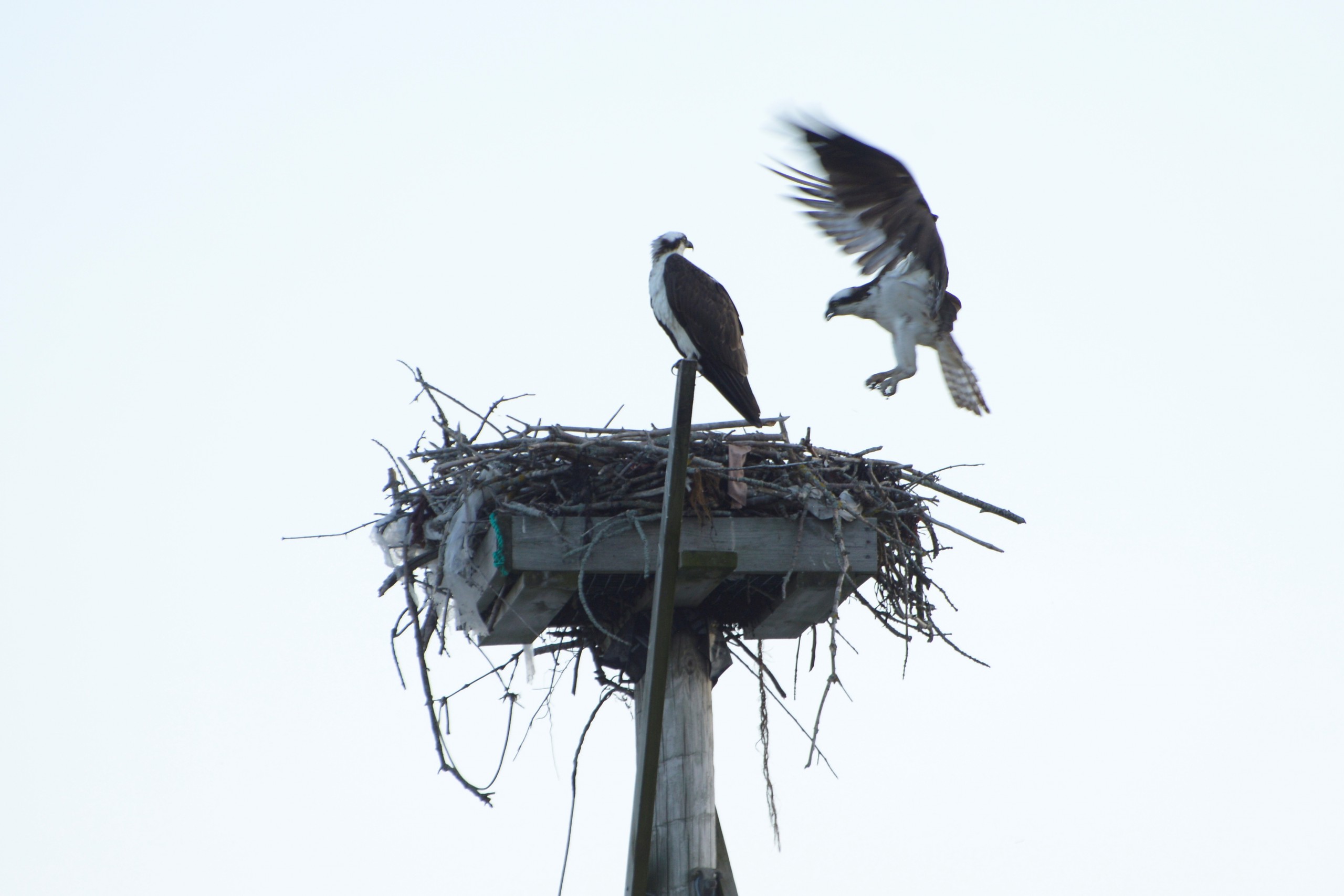 An Osprey lands on a nest